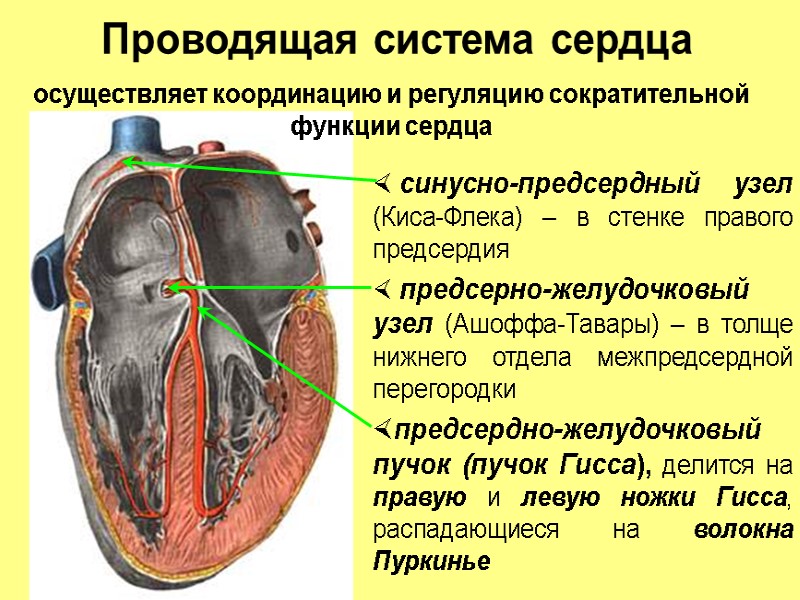 Проводящая система сердца  синусно-предсердный узел (Киса-Флека) – в стенке правого предсердия  предсерно-желудочковый